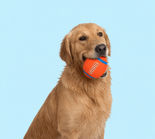 Squeaky Splash Ball