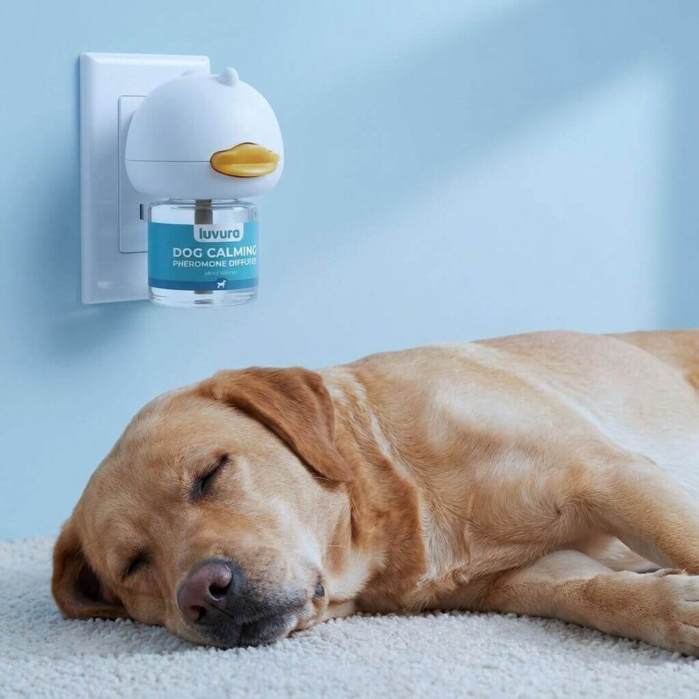 Stop Bracing For Random Noises With This 24/7 Solution